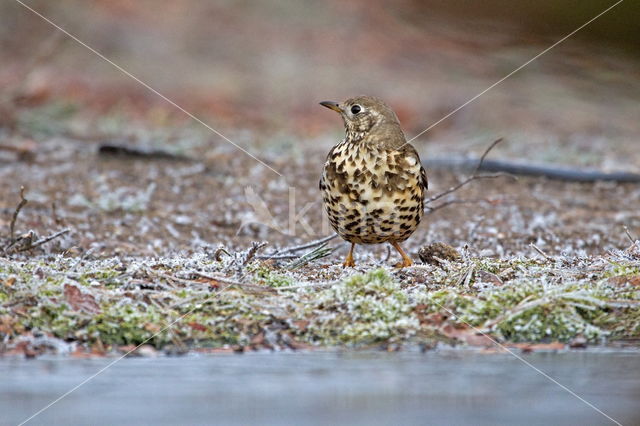 Zanglijster (Turdus philomelos)