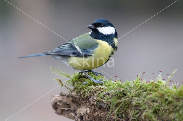 Great Tit (Parus major)