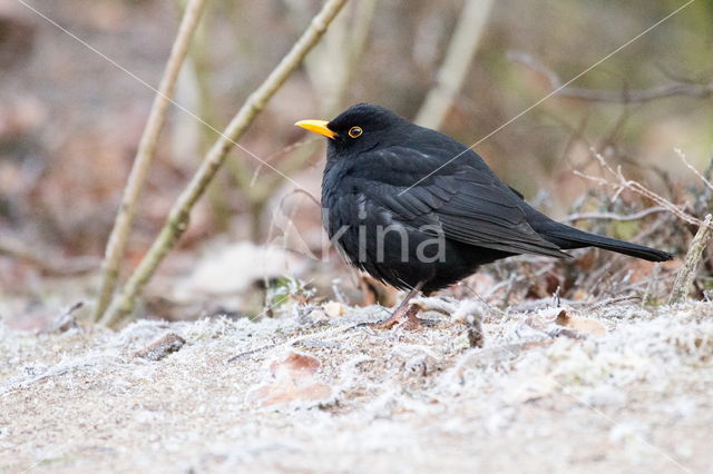 Eurasian Blackbird (Turdus merula)