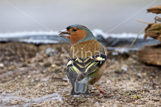 Chaffinch (Fringilla coelebs)