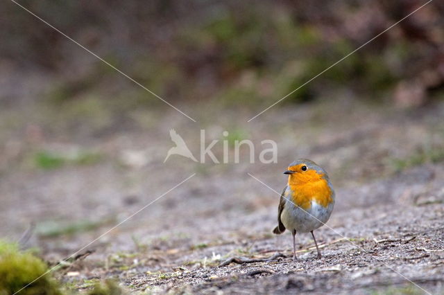 European Robin (Erithacus rubecula)