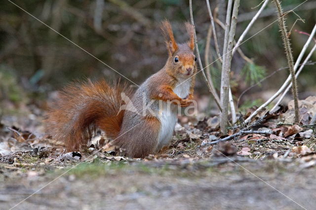 Red squirrel (Tamiasciurus hudsonicus)