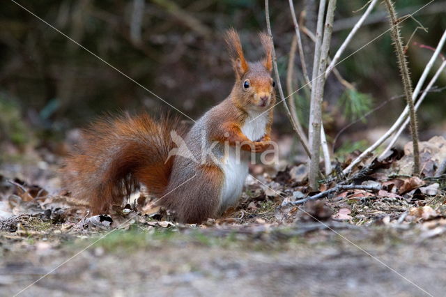 Red squirrel (Tamiasciurus hudsonicus)