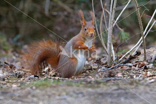 Red squirrel (Tamiasciurus hudsonicus)