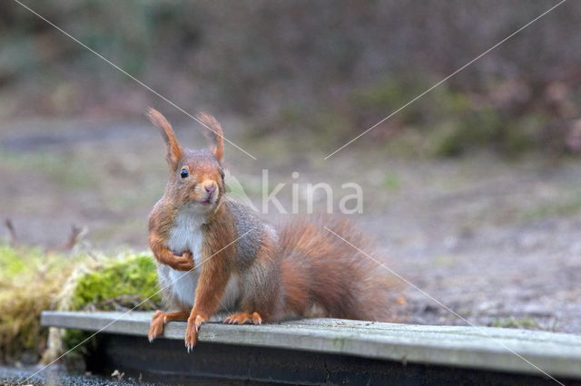 Red squirrel (Tamiasciurus hudsonicus)