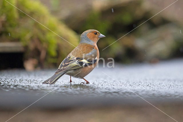 Chaffinch (Fringilla coelebs)