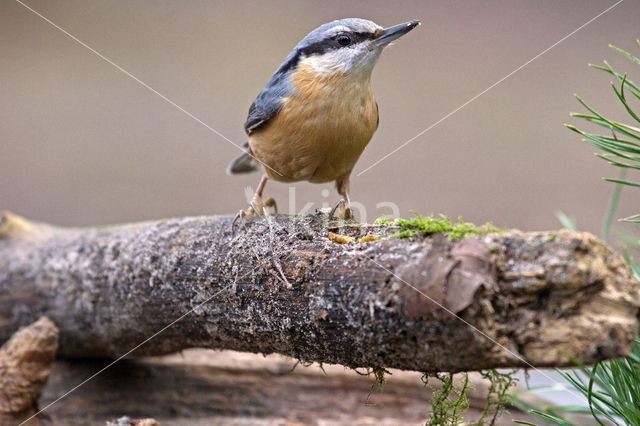 Boomklever (Sitta europaea caesia)