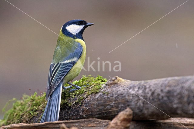 Great Tit (Parus major)