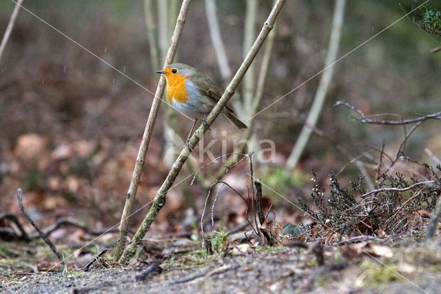 European Robin (Erithacus rubecula)