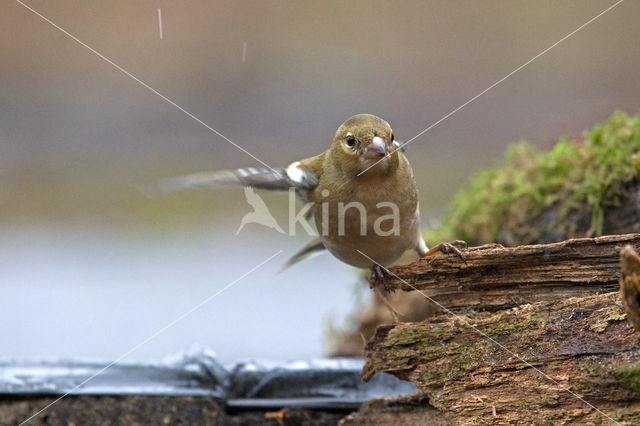 Vink (Fringilla coelebs)