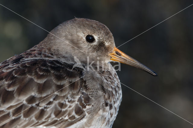 Paarse Strandloper (Calidris maritima)