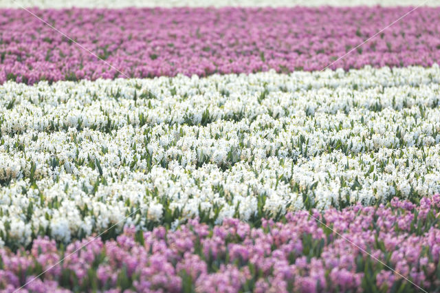 Dutch Hyacinth (Hyacinthus orientalis)