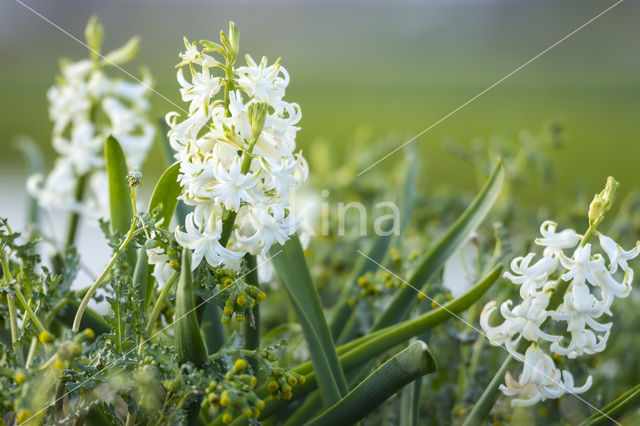 Dutch Hyacinth (Hyacinthus orientalis)