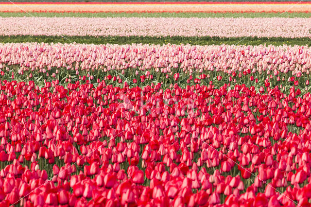 Tulip (Tulipa)