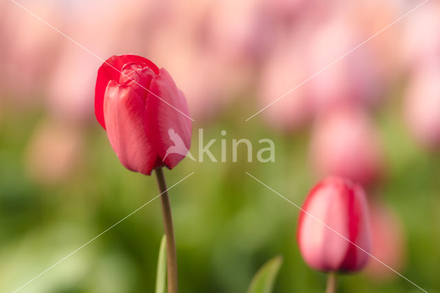 Tulip (Tulipa)