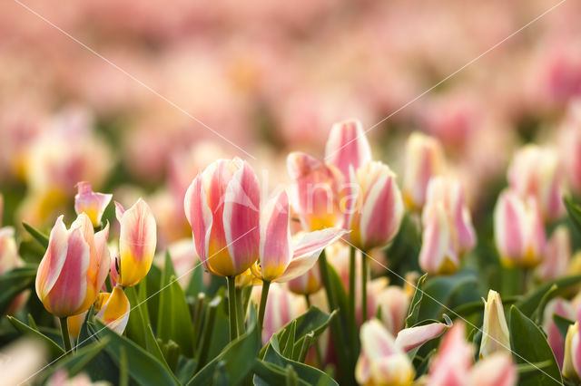 Tulip (Tulipa)