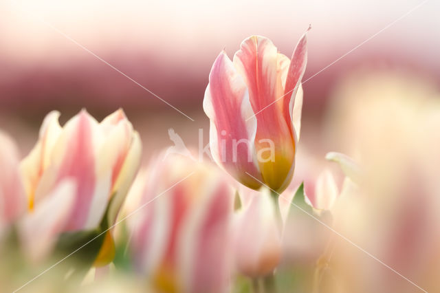 Tulip (Tulipa)