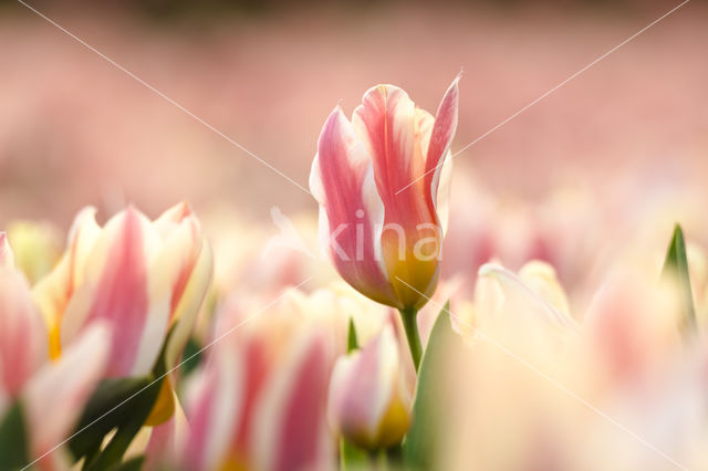 Tulip (Tulipa)