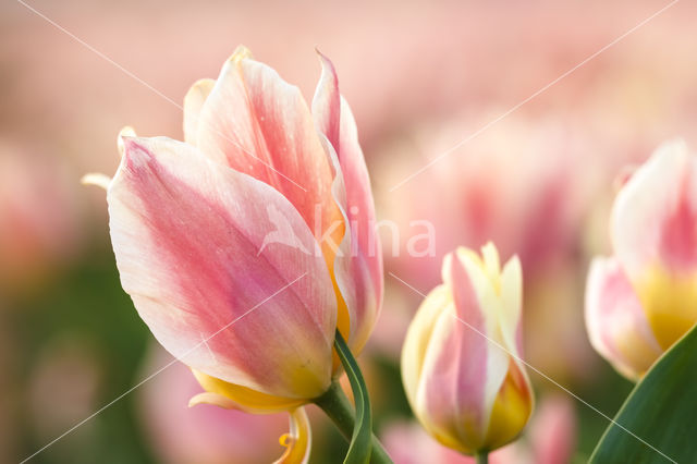 Tulip (Tulipa)