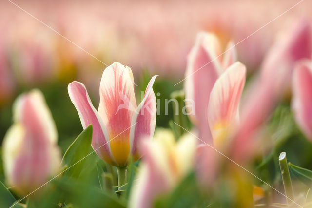 Tulp (Tulipa)