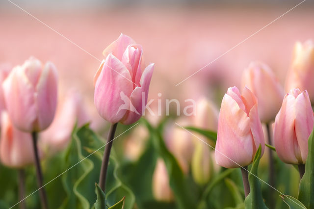 Tulip (Tulipa)