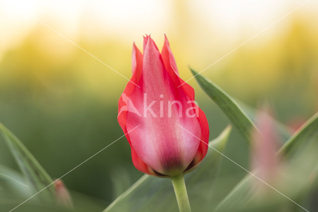 Tulp (Tulipa)