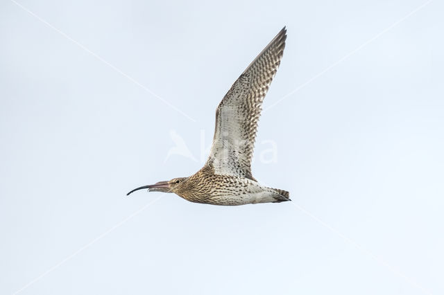 Eurasian Curlew (Numenius arquata)