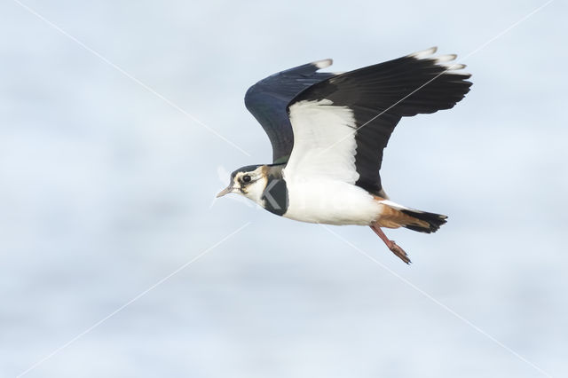 Lapwing (Vanellus vanellus)