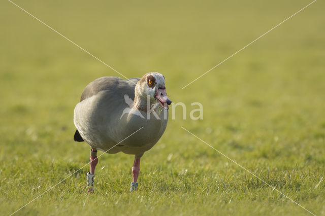 Egyptian Goose (Alopochen aegyptiaca)