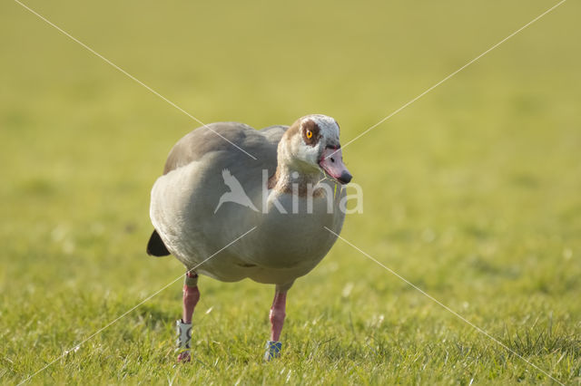 Egyptian Goose (Alopochen aegyptiaca)