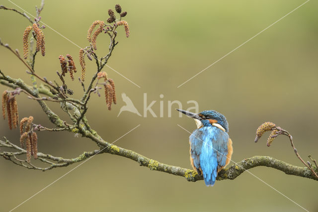 Kingfisher (Alcedo atthis)