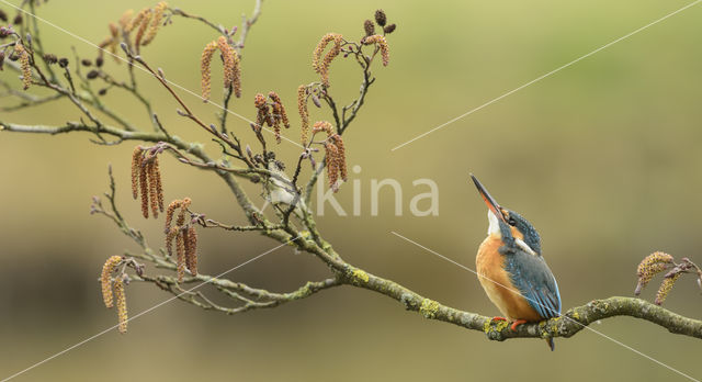 Kingfisher (Alcedo atthis)