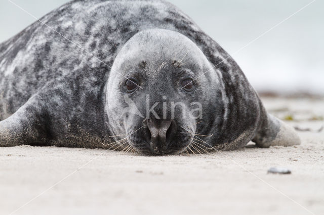 Grey Seal (Halichoerus grypus)