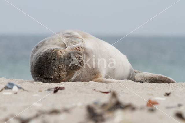 Grijze zeehond