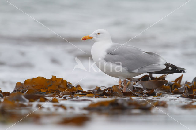 Zilvermeeuw (Larus argentatus)