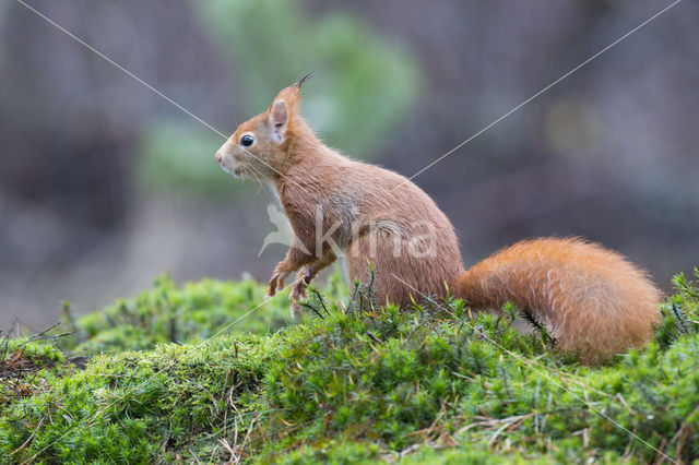 Red Squirrel (Sciurus vulgaris)