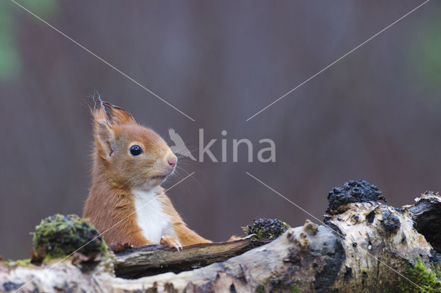 Red Squirrel (Sciurus vulgaris)