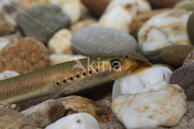 Brook Lamprey (Lampetra planeri)