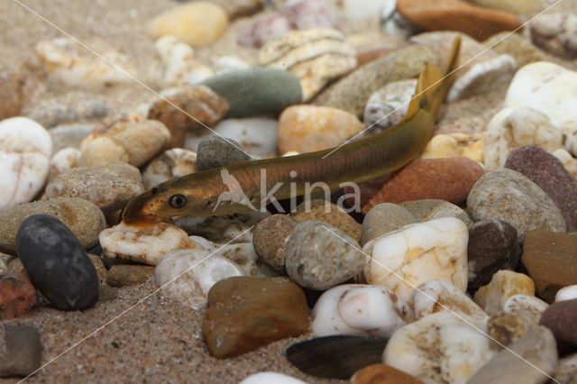 Brook Lamprey (Lampetra planeri)