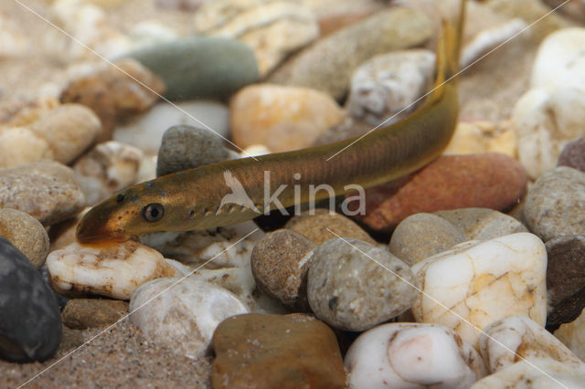 Brook Lamprey (Lampetra planeri)