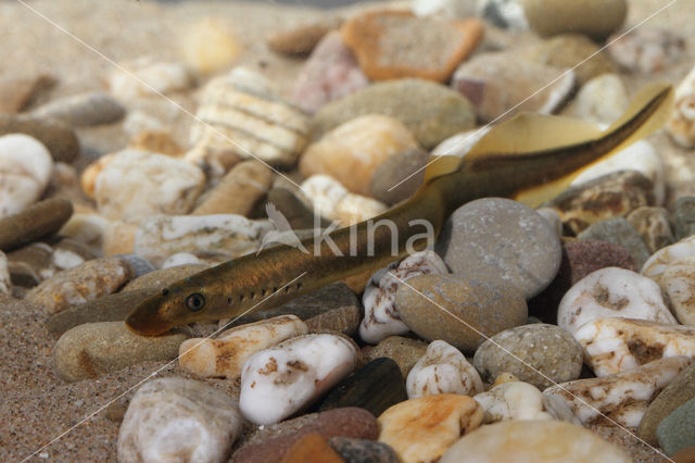 Brook Lamprey (Lampetra planeri)