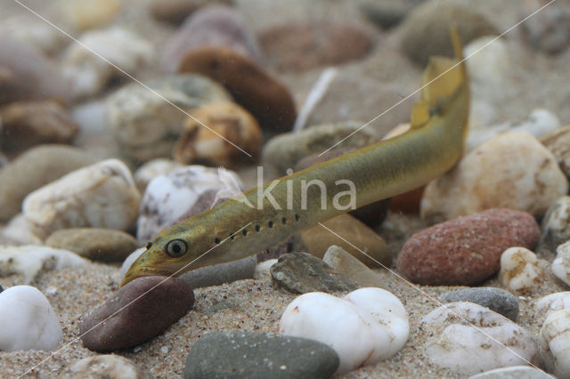 Brook Lamprey (Lampetra planeri)