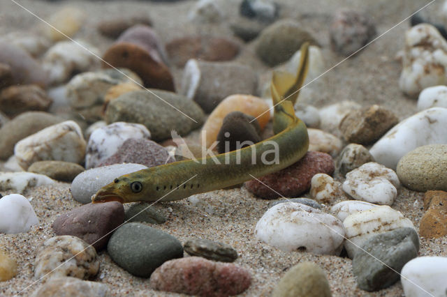 Brook Lamprey (Lampetra planeri)