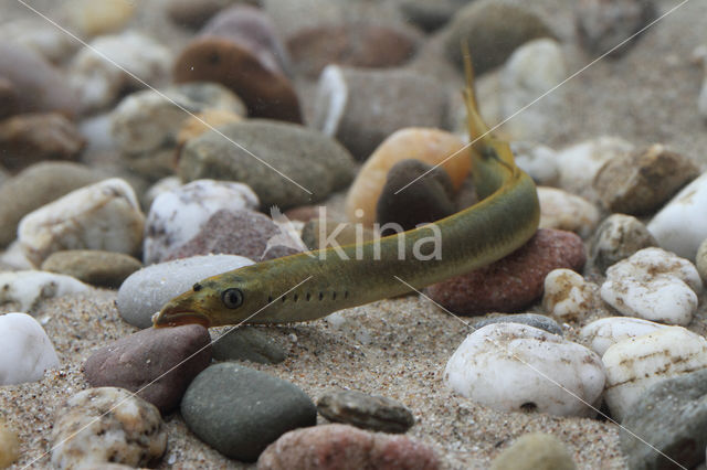 Brook Lamprey (Lampetra planeri)