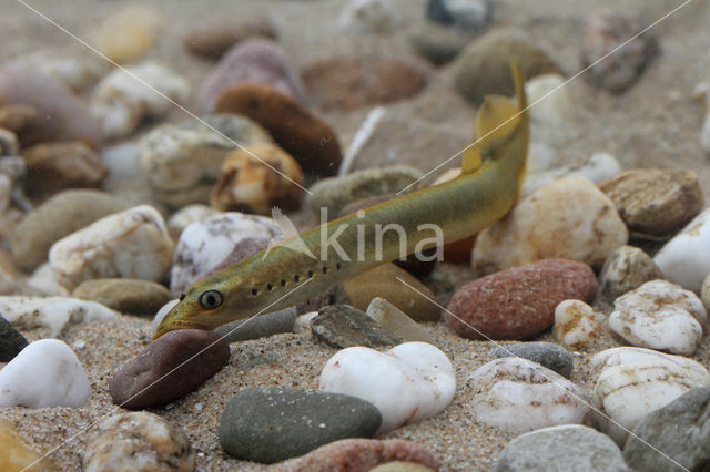 Brook Lamprey (Lampetra planeri)