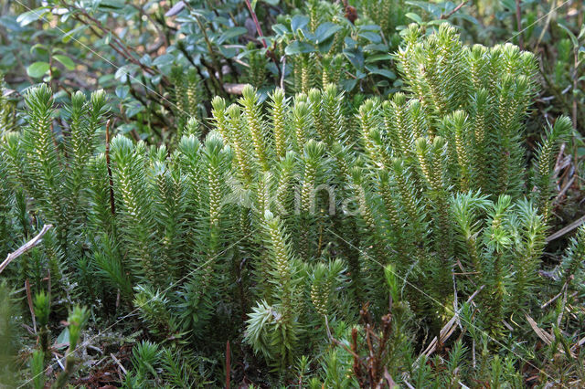 Fir Clubmoss (Huperzia selago)