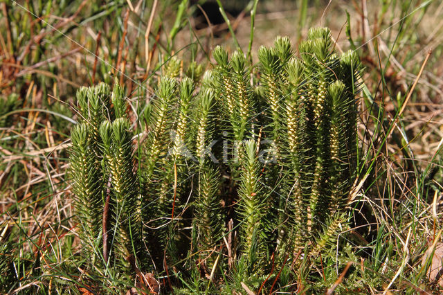 Fir Clubmoss (Huperzia selago)