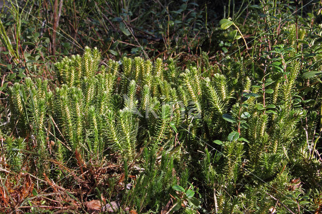 Fir Clubmoss (Huperzia selago)