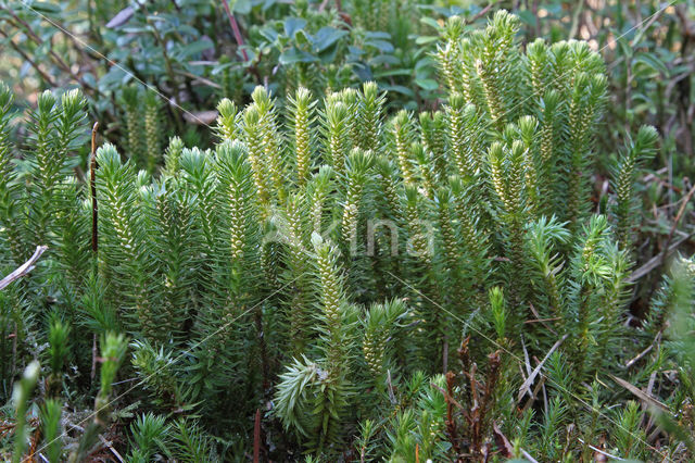 Fir Clubmoss (Huperzia selago)