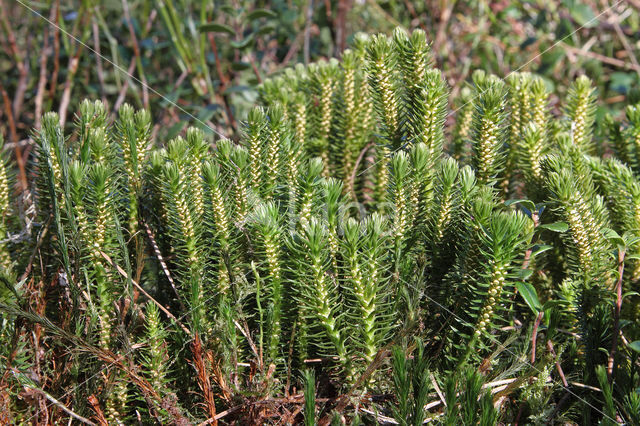 Fir Clubmoss (Huperzia selago)